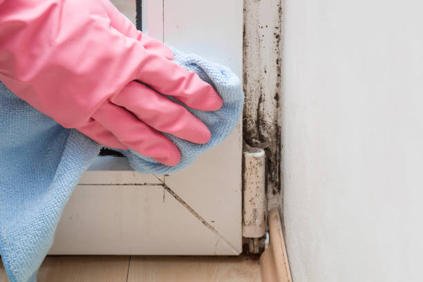 Best Office Mold Removal Services  in Iowa, LA
