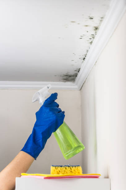 Best Best Mold Removal Companies  in Iowa, LA