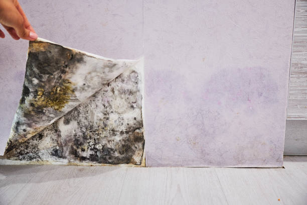 Best Professional Mold Removal  in Iowa, LA